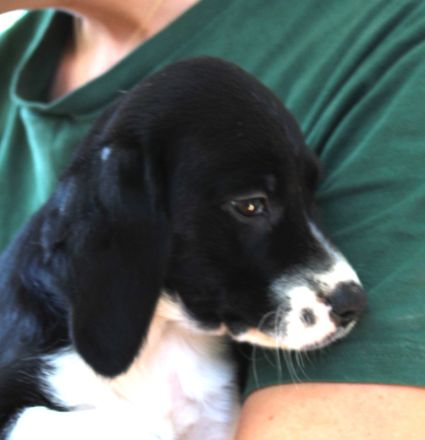 Sweep, weiblicher Hound-X (zur Pflege in 26629 Großefehn)