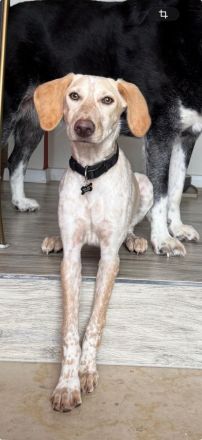 Kiki, weiblicher Mischling (zur Pflege in 27798 Hude)