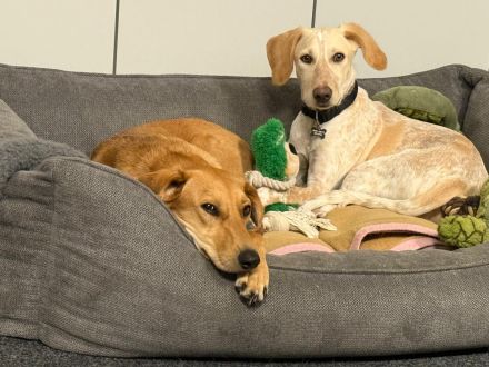 Kiki, weiblicher Mischling (zur Pflege in 27798 Hude)
