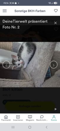 BKH kitten