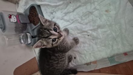 BKH kitten