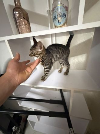 Bengalkatze (4 Monate) sucht ein liebevolles Zuhause 🐾