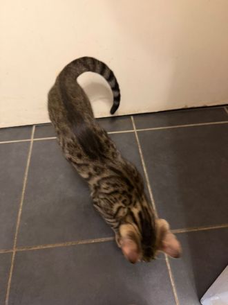 Bengalkatze (4 Monate) sucht ein liebevolles Zuhause 🐾