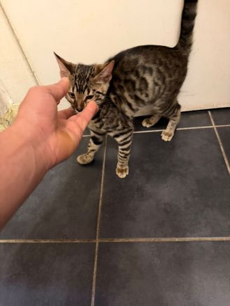 Bengalkatze (4 Monate) sucht ein liebevolles Zuhause 🐾