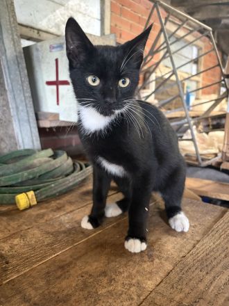 BKH Mix Kitten