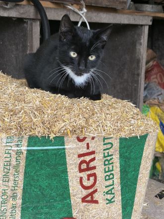 BKH Mix Kitten