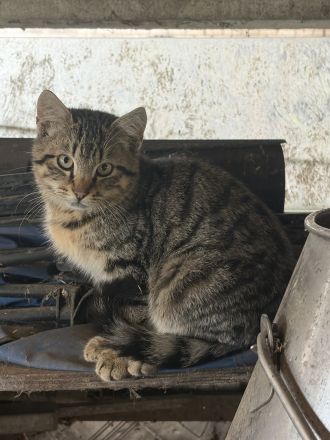 BKH Mix Kitten
