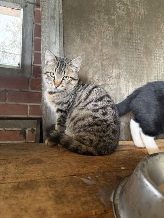 BKH Mix Kitten
