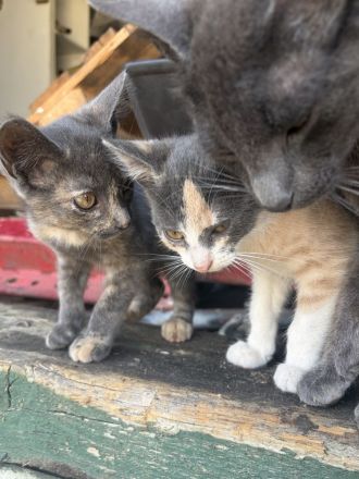 BKH Mix Kitten Glückskätzchen