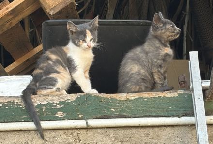 BKH Mix Kitten Glückskätzchen