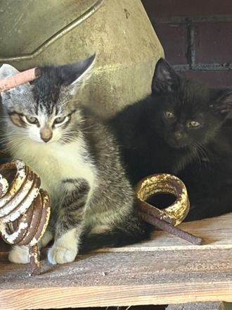 BKH Mix Kitten Glückskätzchen