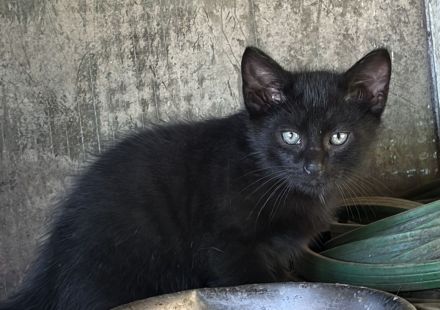 BKH Mix Kitten Glückskätzchen