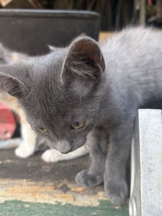 BKH Mix Kitten Glückskätzchen