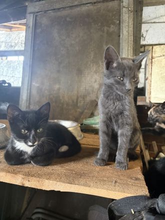 BKH Mix Kitten Glückskätzchen