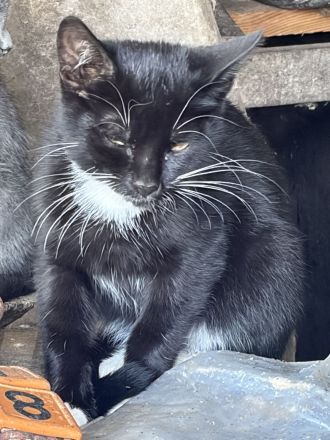 BKH Mix Kitten Glückskätzchen