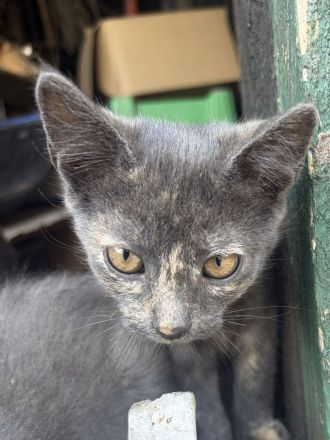 BKH Mix Kitten Glückskätzchen