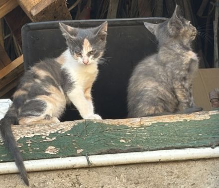 BKH Mix Kitten Glückskätzchen