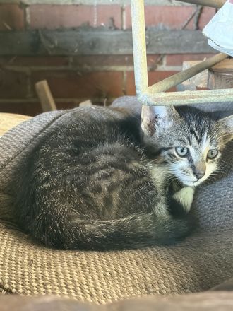 BKH Mix Kitten Glückskätzchen
