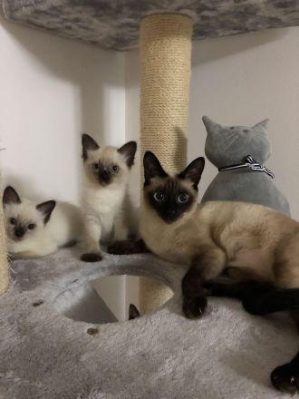 Reinrassige Siam Kitten, Siambaby, Babykatzen , blaue Augen,Blue-Point,Seal-Point