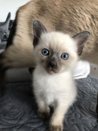 Reinrassige Siam Kitten, Siambaby, Babykatzen , blaue Augen,Blue-Point,Seal-Point