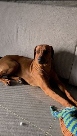 Rhodesian Ridgeback Rüde