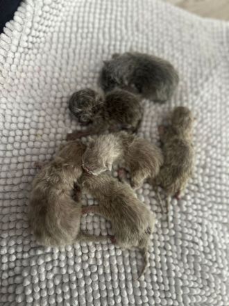 BKH Kitten