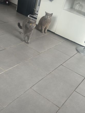 BKH Kitten