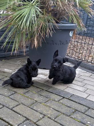 Scottish Terrier Welpen
