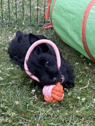 Scottish Terrier Welpen