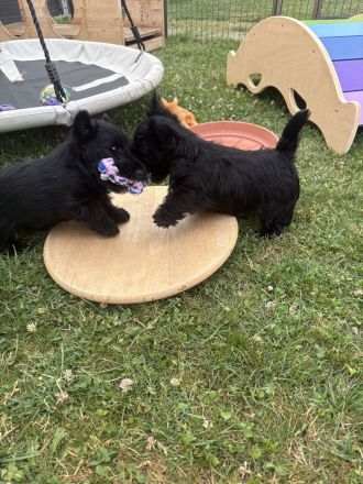 Scottish Terrier Welpen