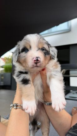 Australian Shepherd Welpen