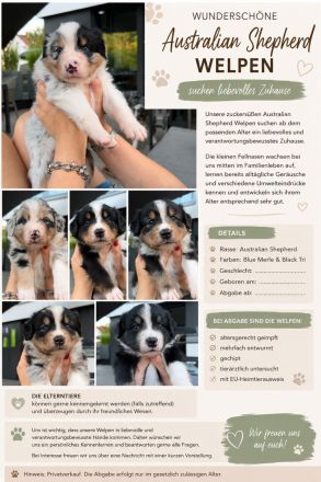 Australian Shepherd Welpen