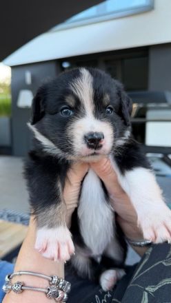 Australian Shepherd Welpen