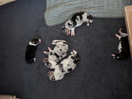 Australian Shepherd Welpen