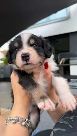 Australian Shepherd Welpen