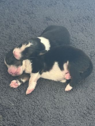 Australian Shepherd Welpen