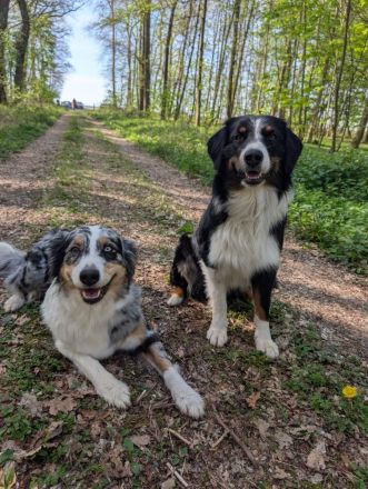 Australian Shepherd Welpen