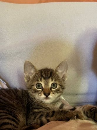 2 kleine süße Kätzchen suchen ein neues zu Hause