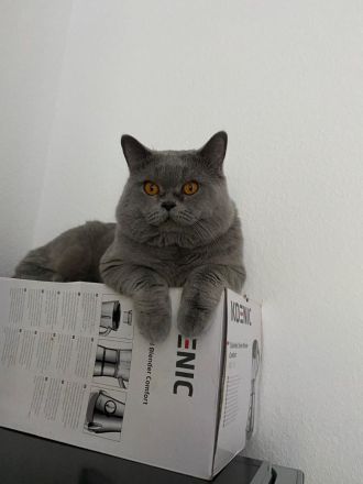 Umzugsbeteit! Reinrassige, geimpfte, BKH Kitten Katzen Kater Britisch Kurzhaar Farbe Blau