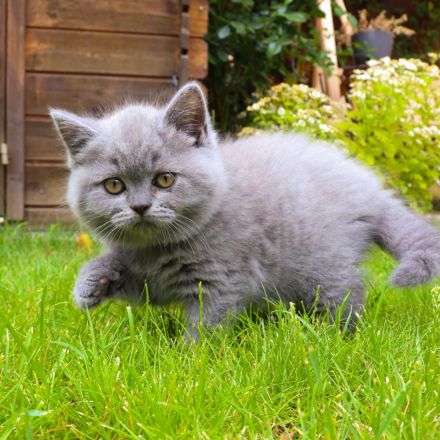 Reinrassige, geimpfte, ntelligente, verschmuste BKH Kitten Katzen Britisch Kurzhaar Farbe Blau Lilac