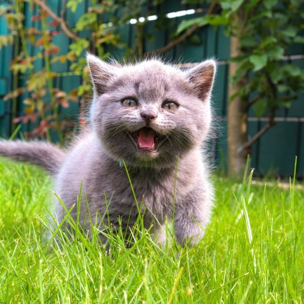 Reinrassige, geimpfte, ntelligente, verschmuste BKH Kitten Katzen Britisch Kurzhaar Farbe Blau Lilac
