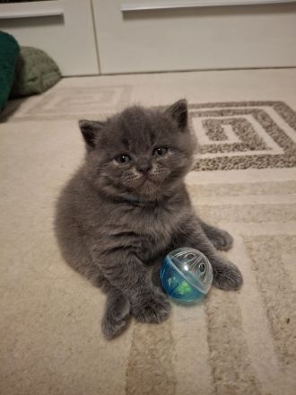 Reinrassige, geimpfte, ntelligente, verschmuste BKH Kitten Katzen Britisch Kurzhaar Farbe Blau Lilac