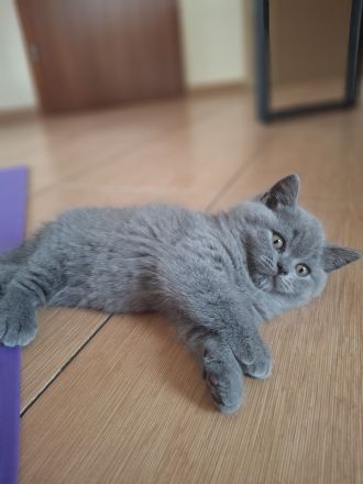 Reinrassige, geimpfte, intentelligente, BKH Kitten Katzen Britisch Kurzhaar Farbe Blau Lilac