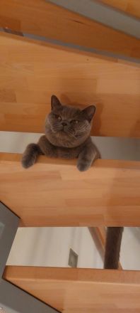 Umzugsbeteit! Reinrassige, geimpfte, BKH Kitten Katzen Kater Britisch Kurzhaar Farbe Blau