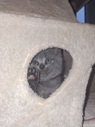 Reinrassige, geimpfte, ntelligente, verschmuste BKH Kitten Katzen Britisch Kurzhaar Farbe Blau Lilac