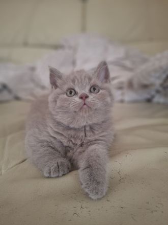 Reinrassige, geimpfte, ntelligente, verschmuste BKH Kitten Katzen Britisch Kurzhaar Farbe Blau Lilac