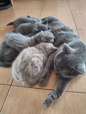 Reinrassige, geimpfte, ntelligente, verschmuste BKH Kitten Katzen Britisch Kurzhaar Farbe Blau Lilac