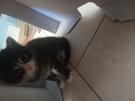 Waldkatzen/Hauskatzen Mix Kitten