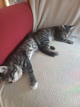 Kitten sofort abzugeben