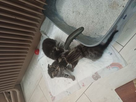 Waldkatzen/Hauskatzen Mix Kitten